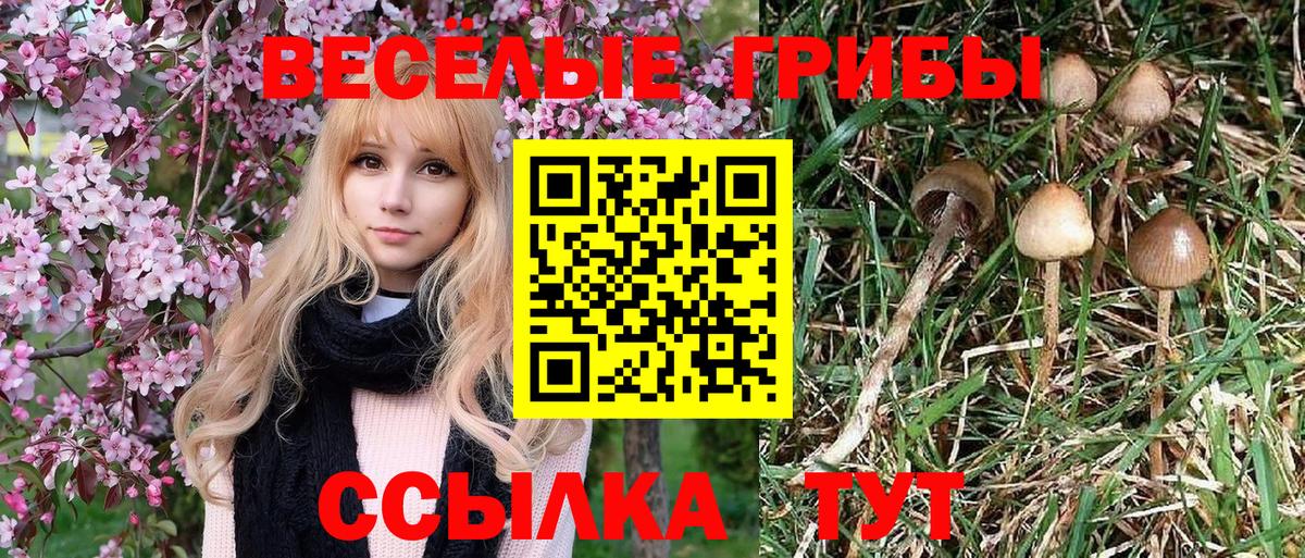 Псилоцибиновые грибы прущие грибы  Вход с VPN  Псилоцибиновые грибы GOLDEN TEACHER  Юрга 