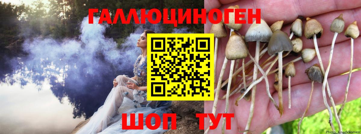 Псилоцибиновые грибы Psilocybine cubensis Юрга